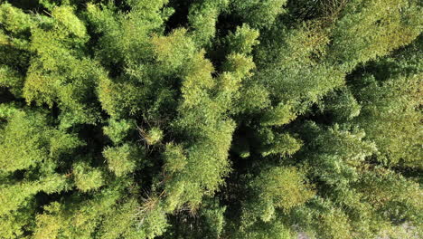 Riesiger-Bambuswald,-Vertikale-Luftdrohnenansicht.-Grüne-Bambusoideae